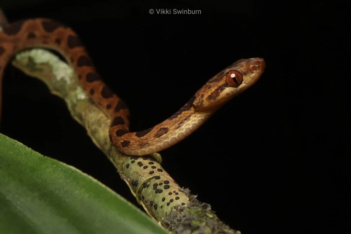 Creepy Crawlies Of Panama