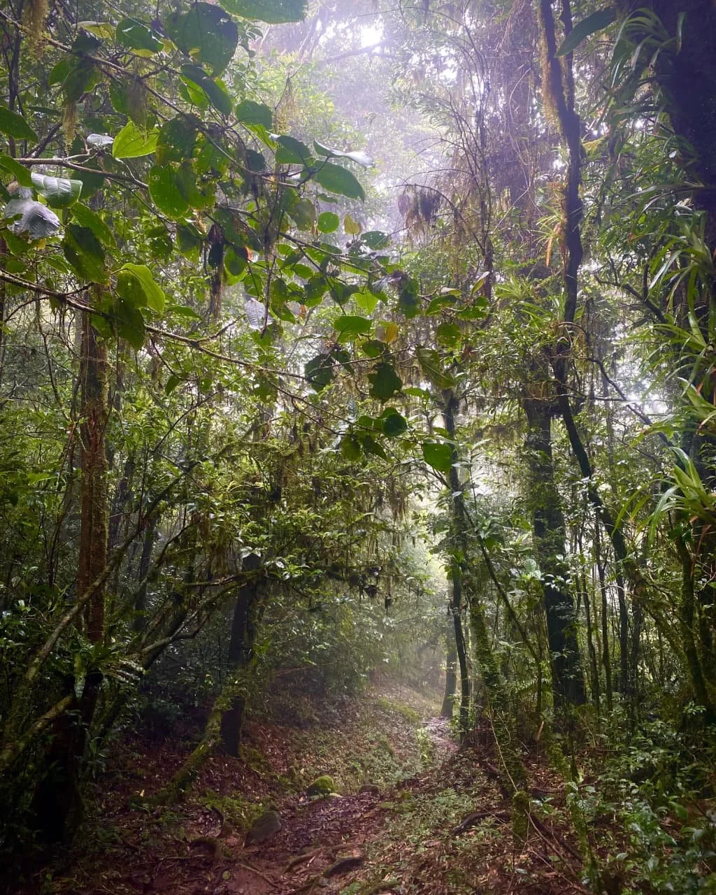 Rainforests of Panama, Things You May Want To Know