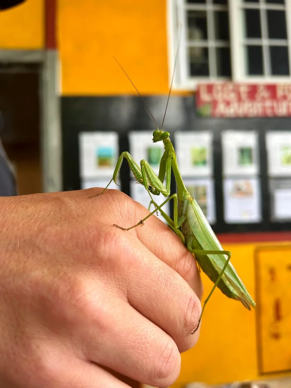The Deadliest Bugs in Panama: Tiny Killers That Pack a Punch