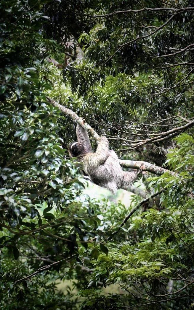 The Sloth Nightmare Nobody Is Telling You