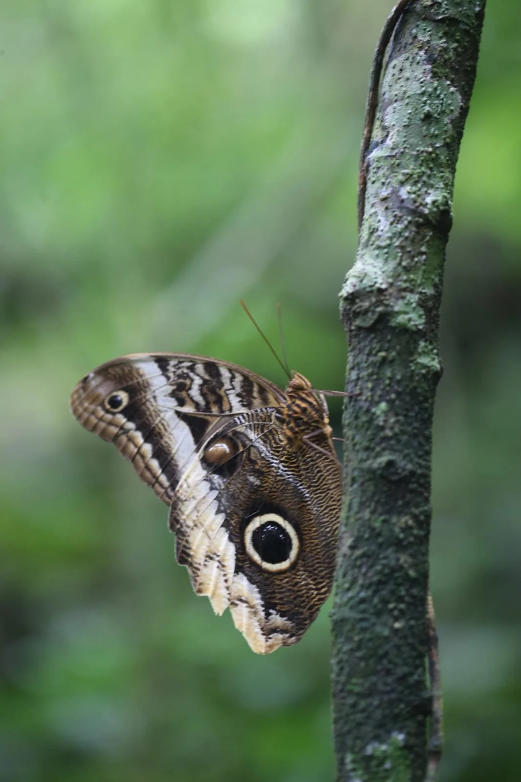 Panamanian Folklore Is Fascinating