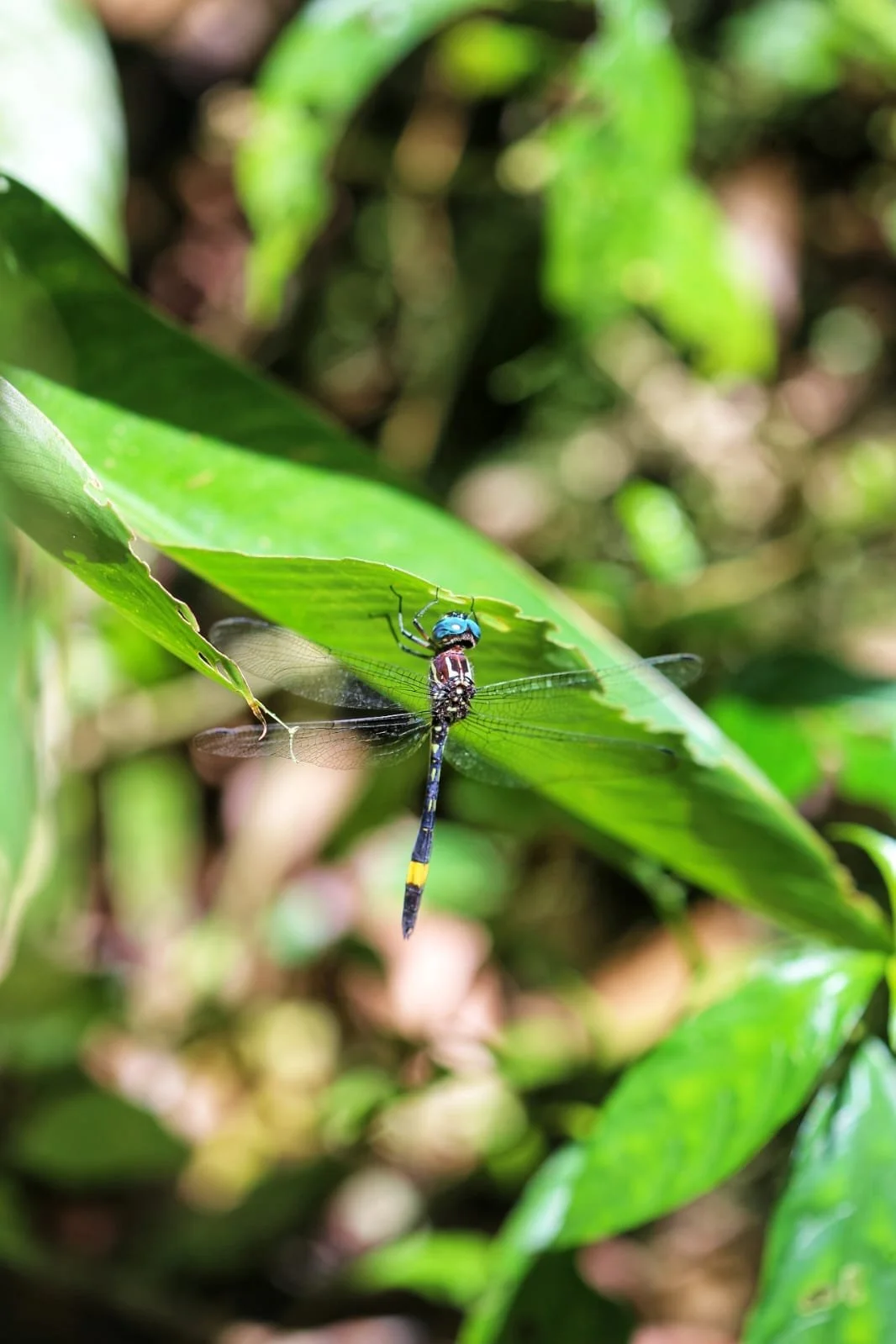 Free Hiking In Panama