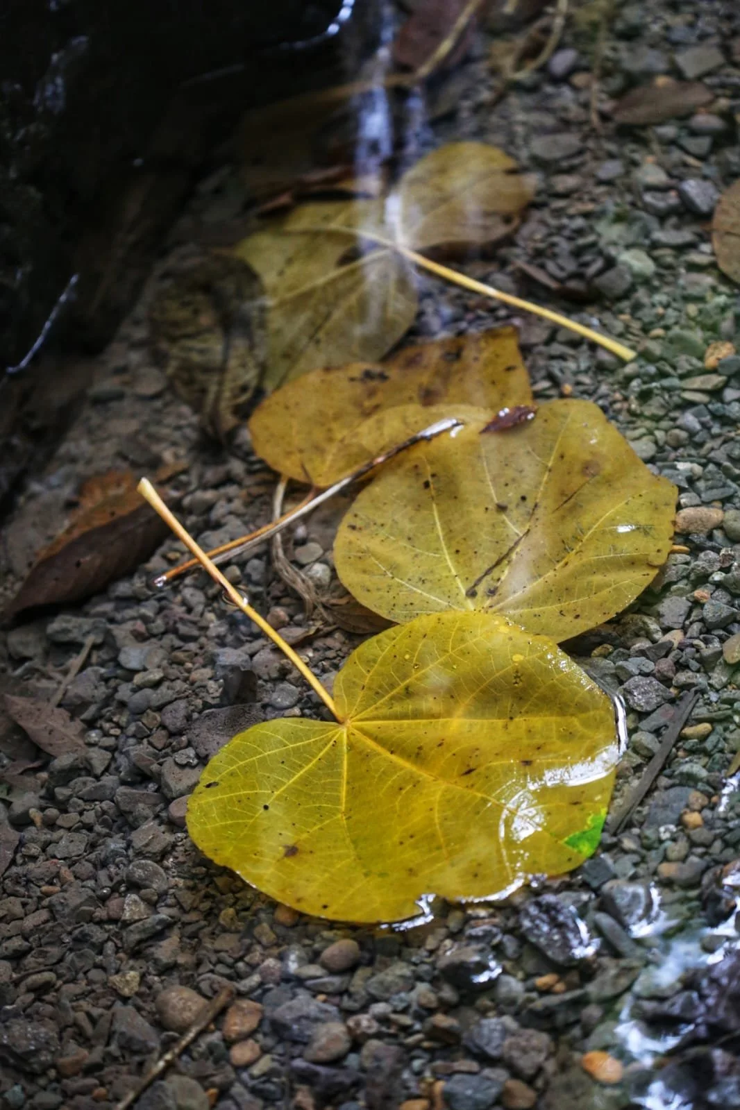 Some Strange Laws In Panama