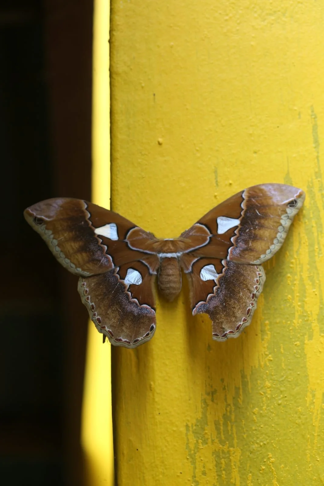 Hitchhiking In Panama Is Kinda Easy But Weird.