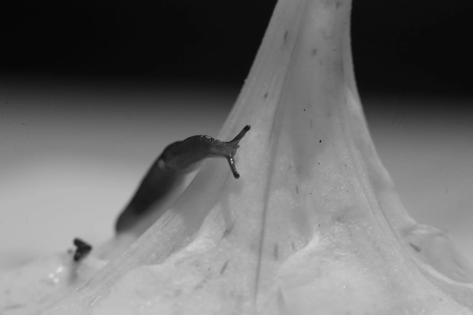 Panama Random Info Blog