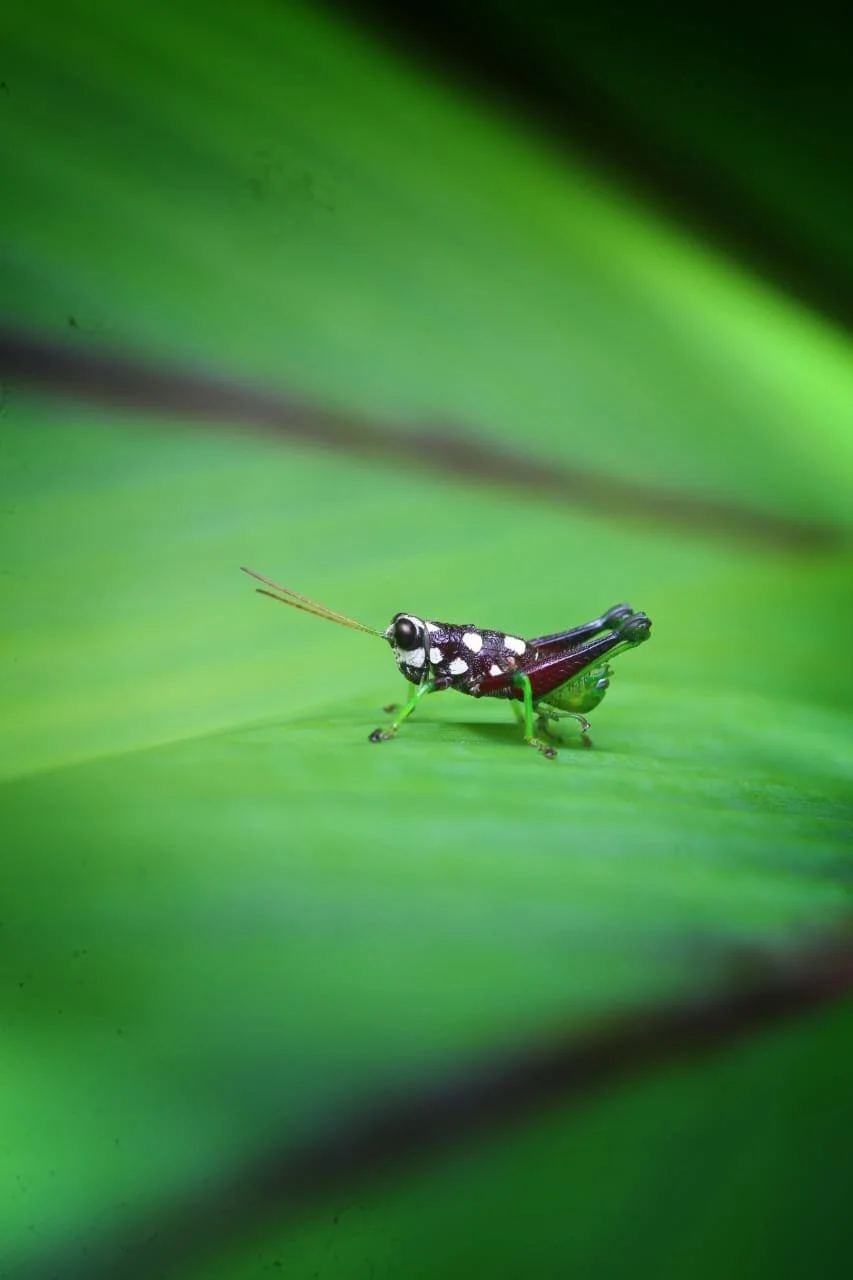 Proof Of Onward Travel When Entering Panama By Land Or Air