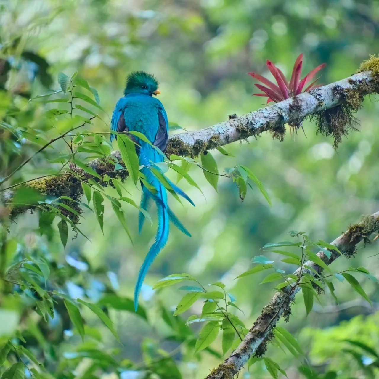 Travelling With A Surfboard In Panama