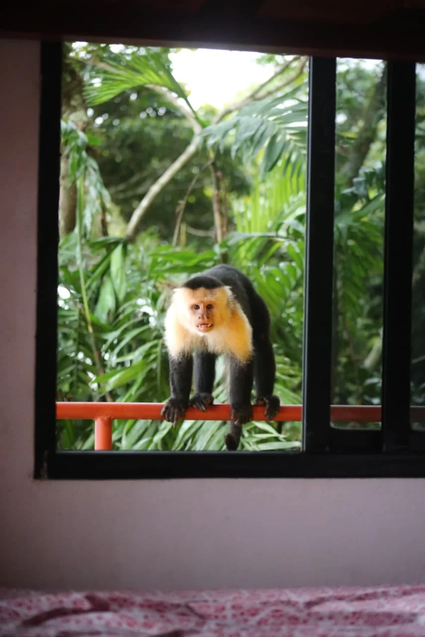 Monkeys of Panama: An Extensive Guide for Wildlife Travelers
