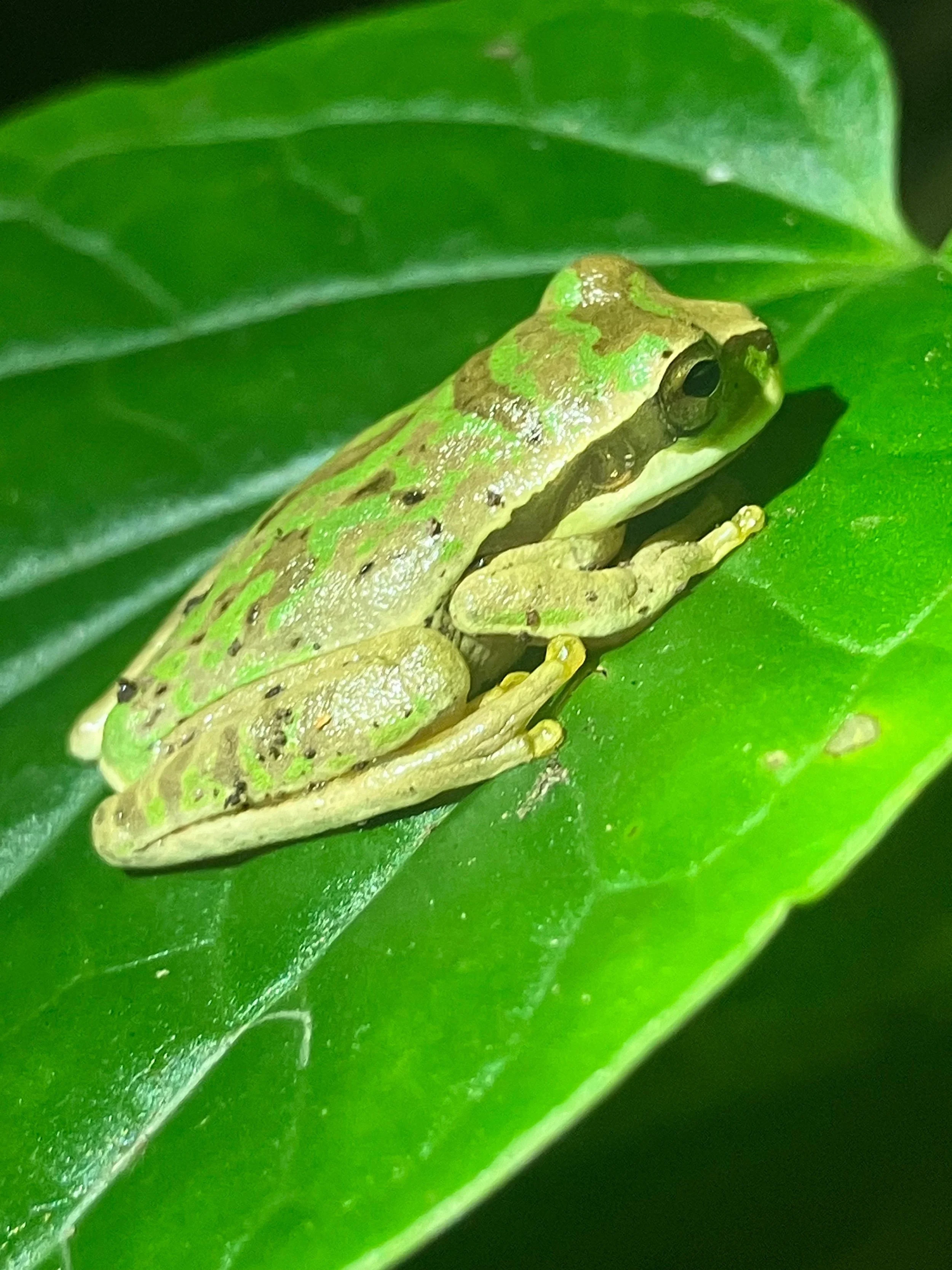 Panama Volunteer Programs 