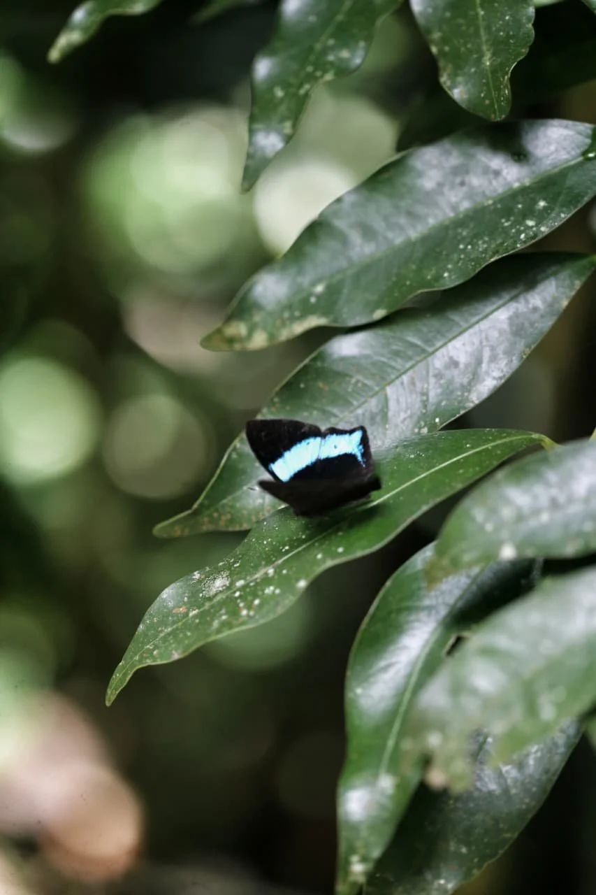 What Is A "Push" Hotel In Panama