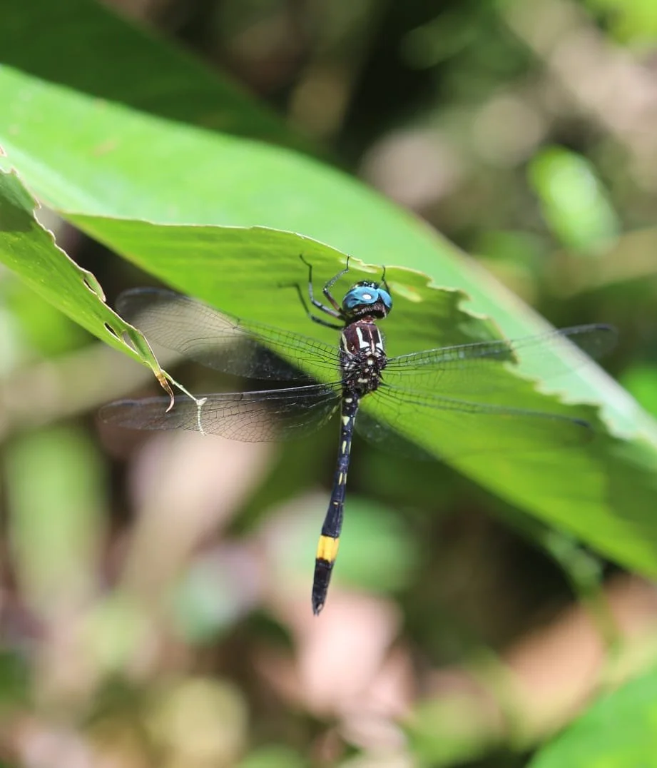 Why Some Travelers Skip the Beach for Panama’s Highlands
