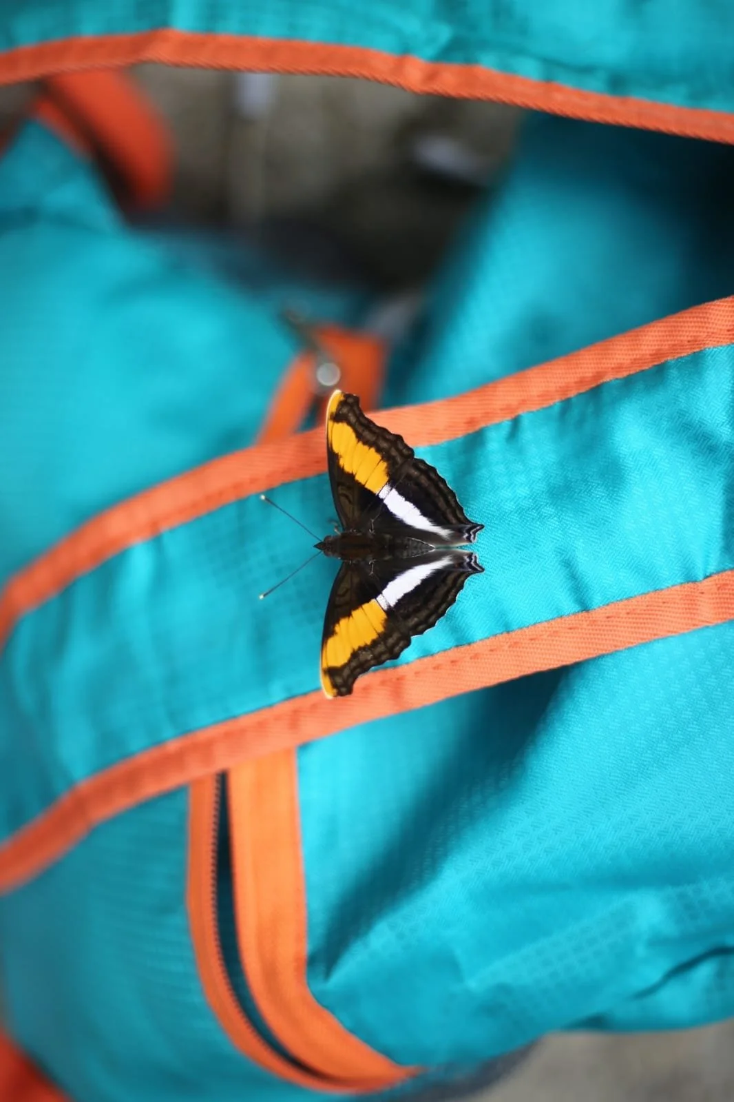 The Perfect Visa Run: Why Lost and Found Is the Best Stop Between Costa Rica and Panama