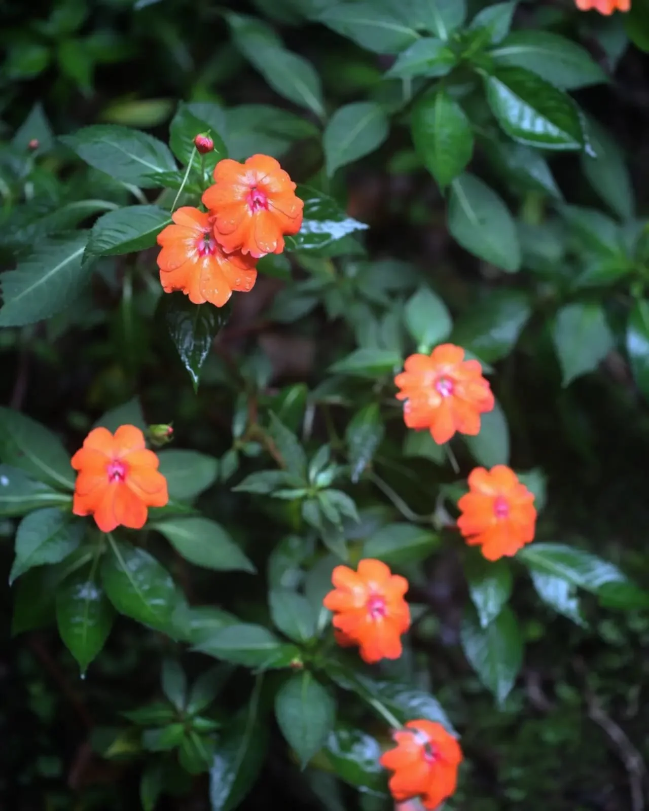 Using Waze App Can Make Your Driving Experience In Panama Great: Don't Leave Home Without It