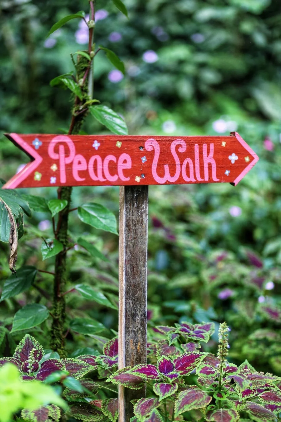 Scorpions   In Panama 🦂 