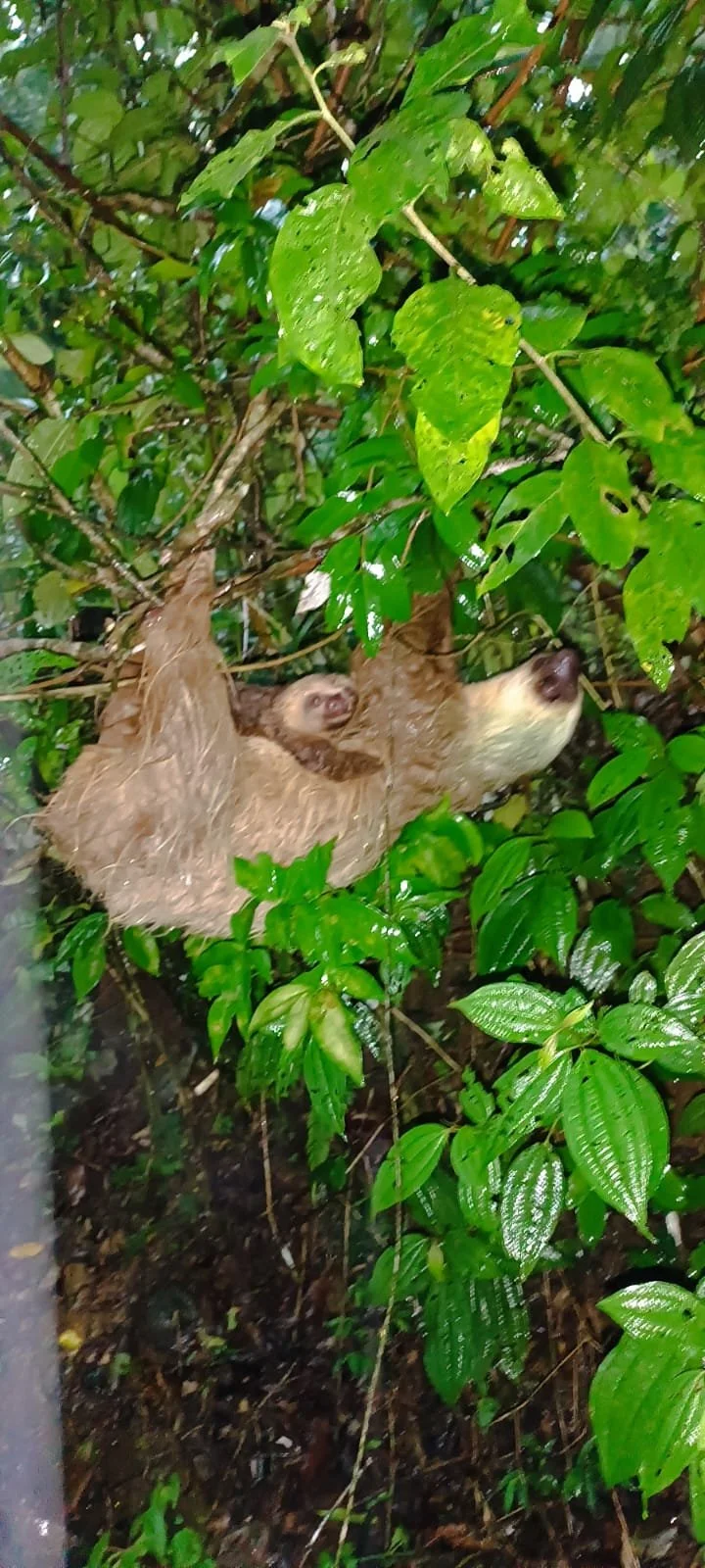 Lost And Found Hostel: More Animals Than Backpackers