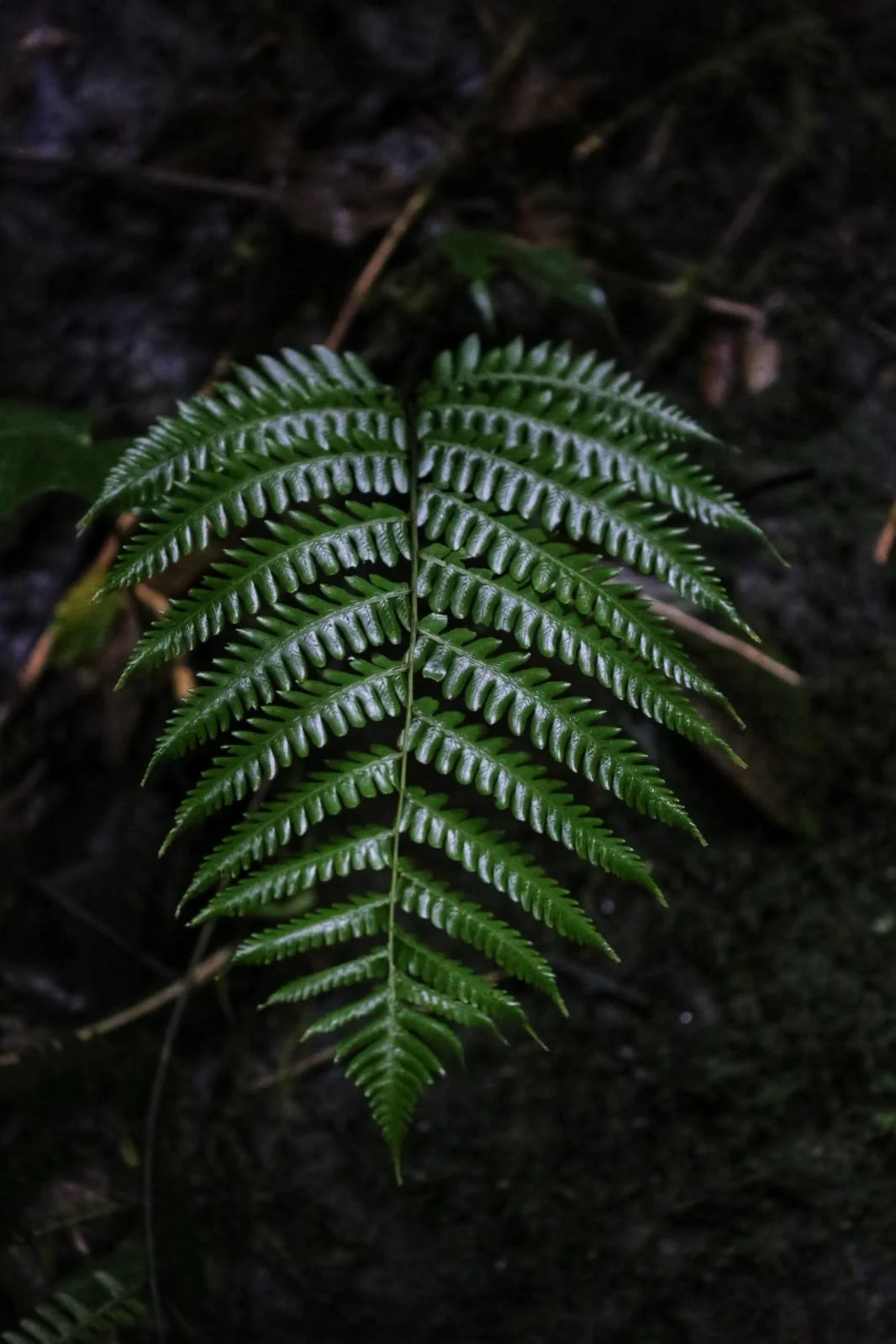 The Mangroves Of Panama