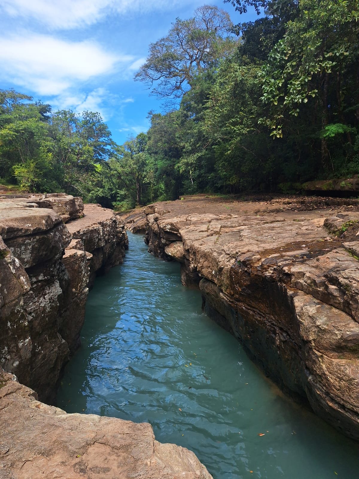Countless Hummingbirds In Panama