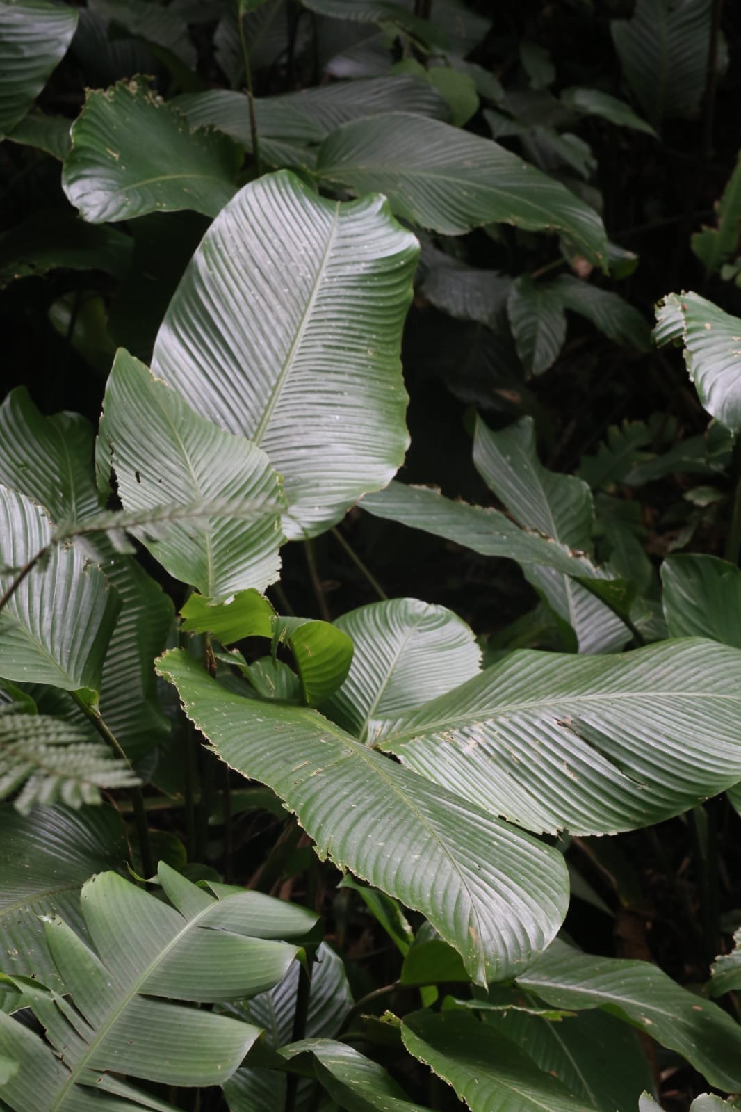 The Most Comprehensive Guide To Get From Tocumen to Albrook