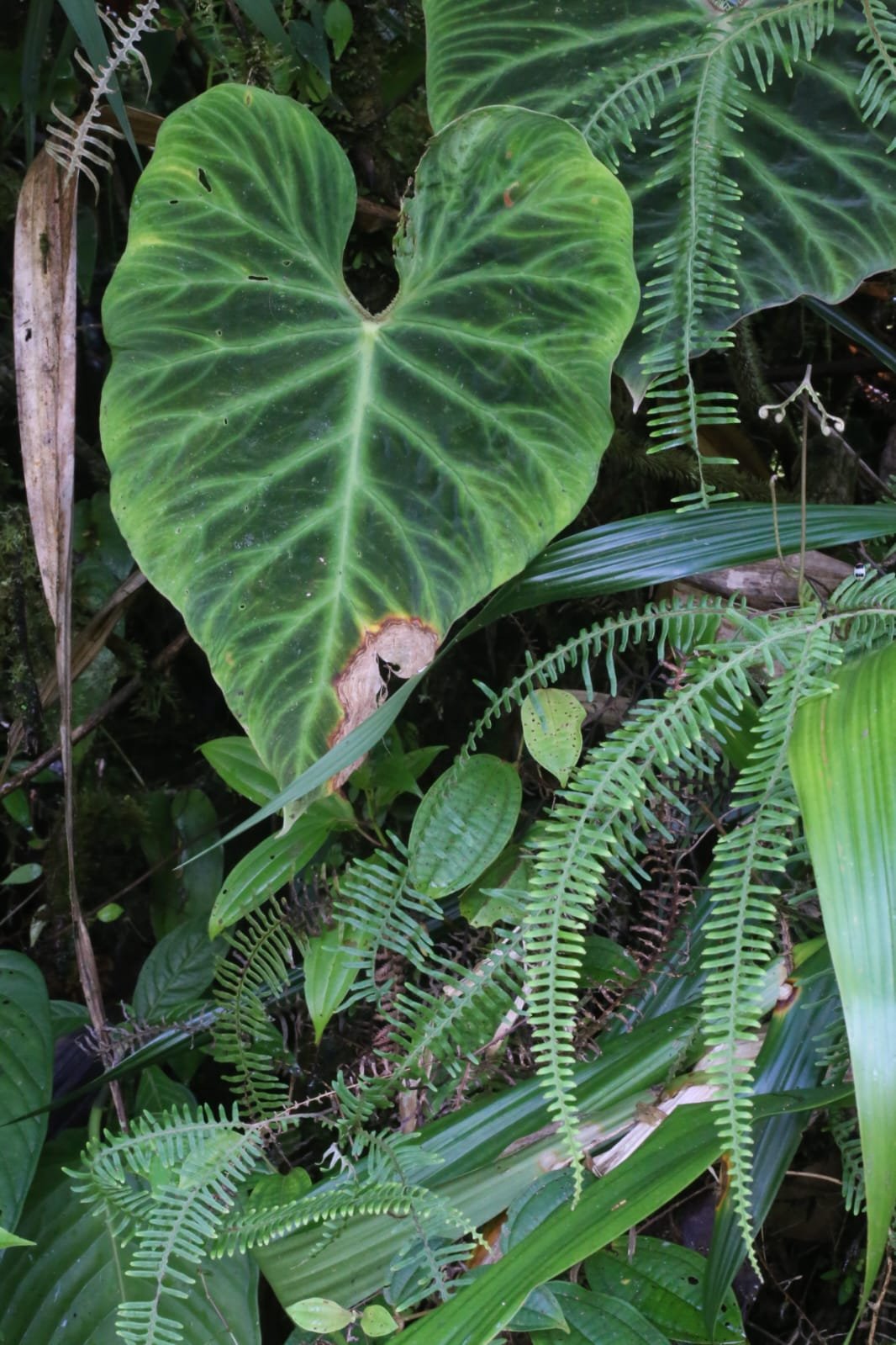 Death By Snakes In Panama