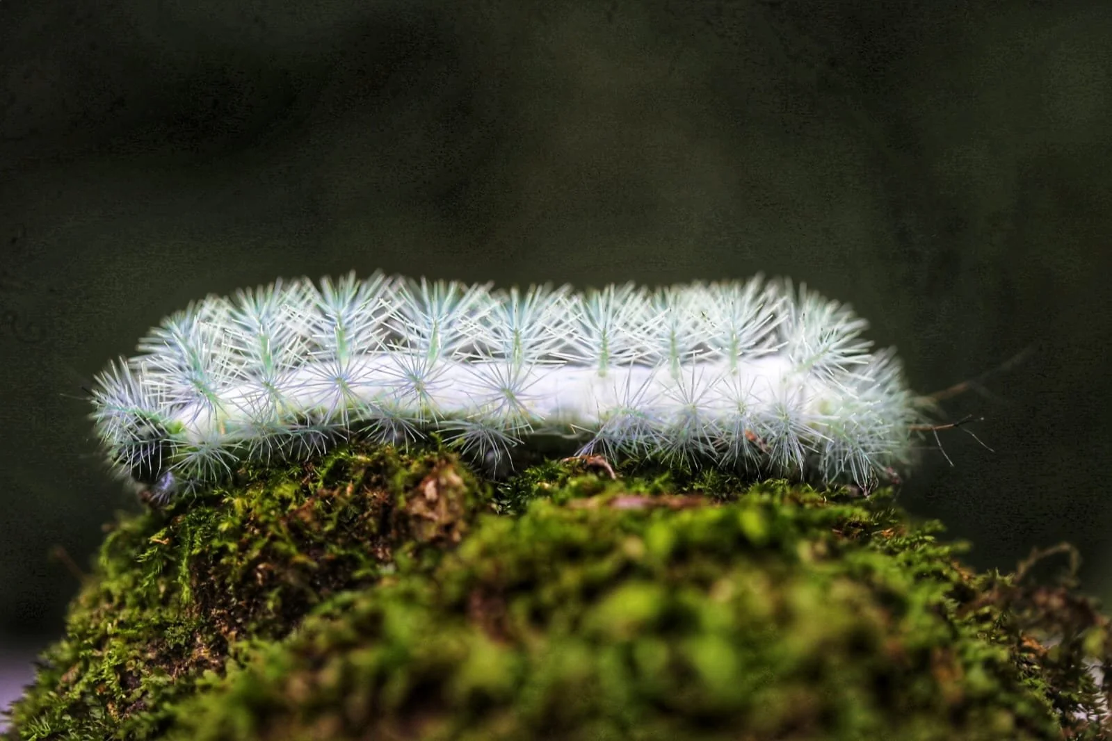 Snake Antivenom in Panama — How It Works and How Travelers Access Treatment