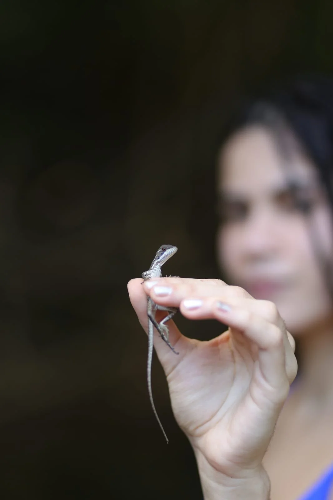 Whale Sharks of Santa Catalina