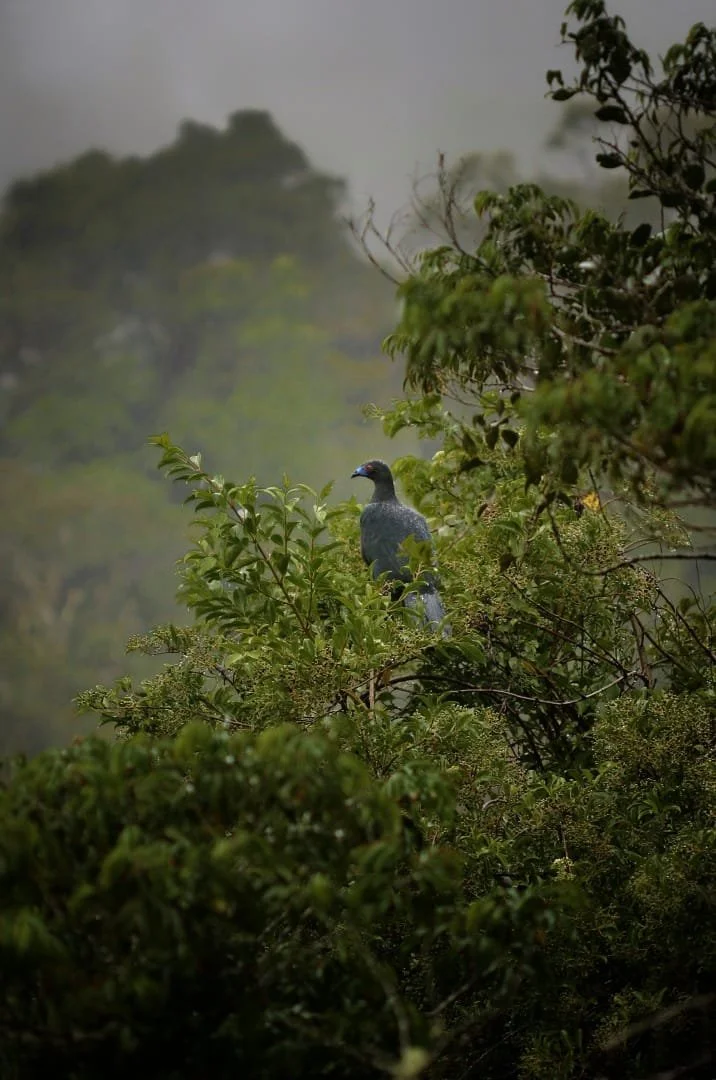 Discovering Volcán Barú: Panama’s Majestic Peak