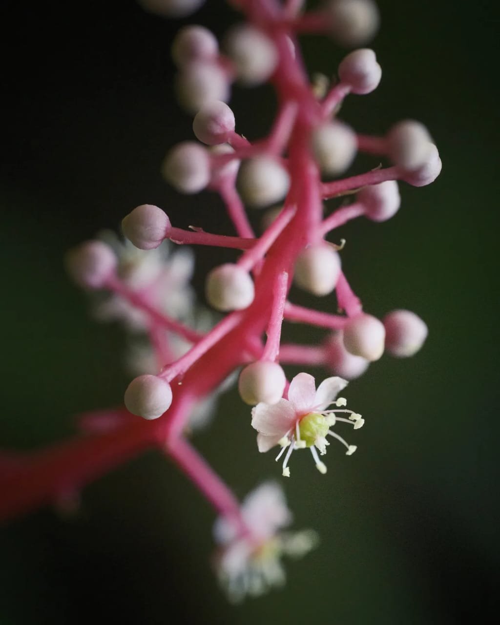 Isla Contadora: Luxury Vibes on a Backpacker Budget