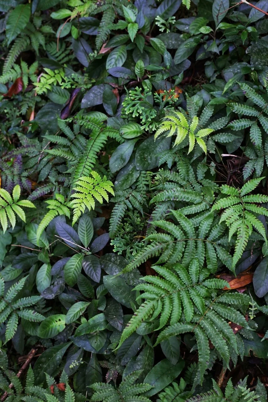 Finding Peace at the Lost and Found Jungle Hostel