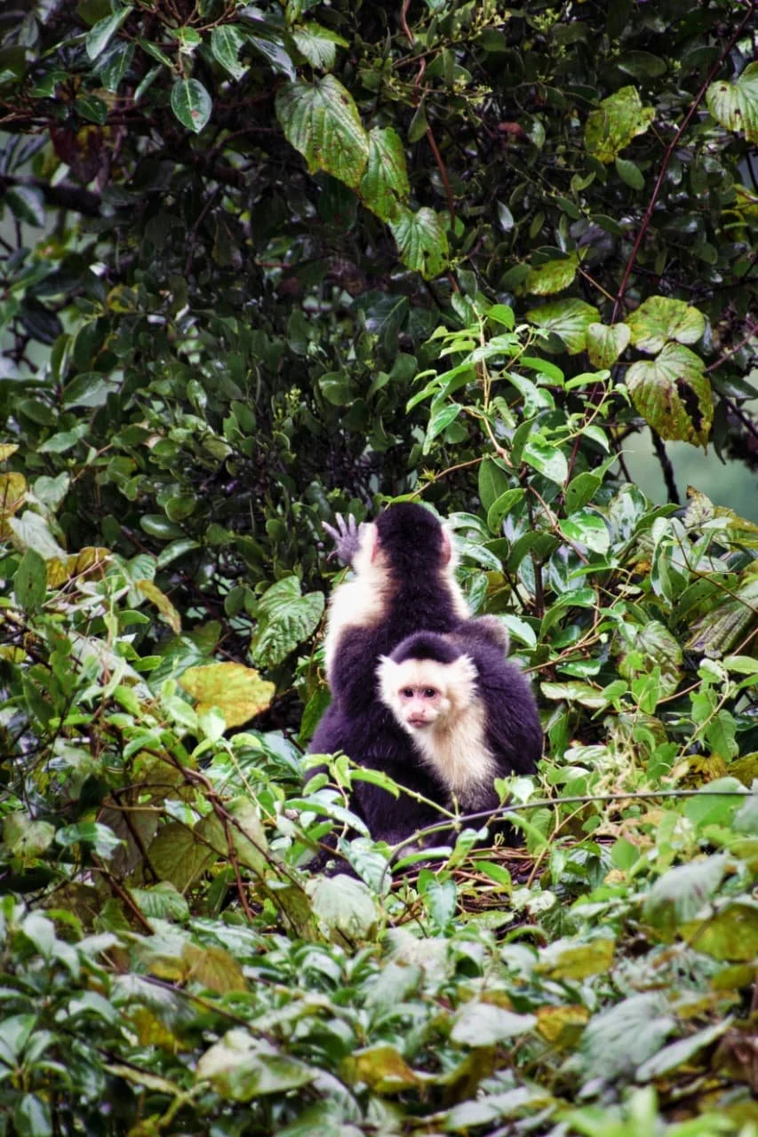 Confidently Lost: The Noble Art of Directions in Panama