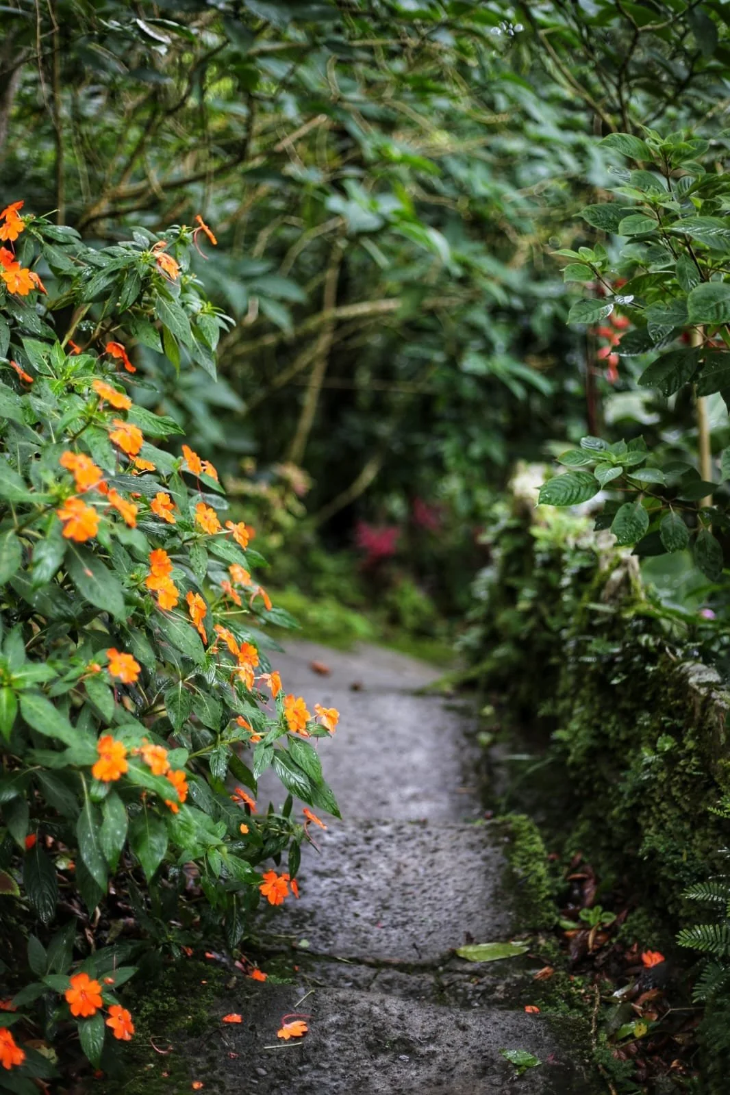 Night Walk Into the Breathing Cloud Forest