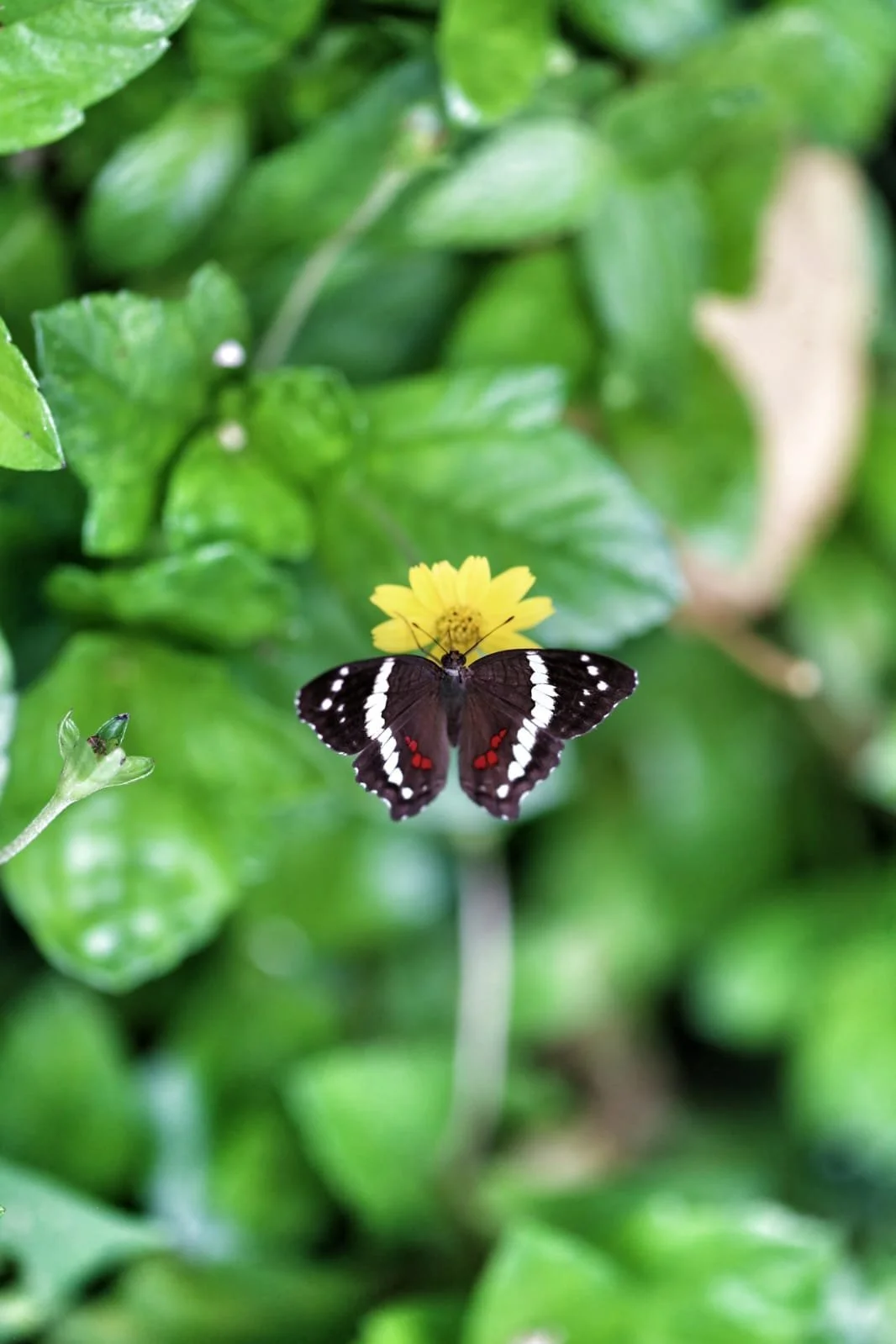 Moths vs Butterflies: Night and Day in the Same Family