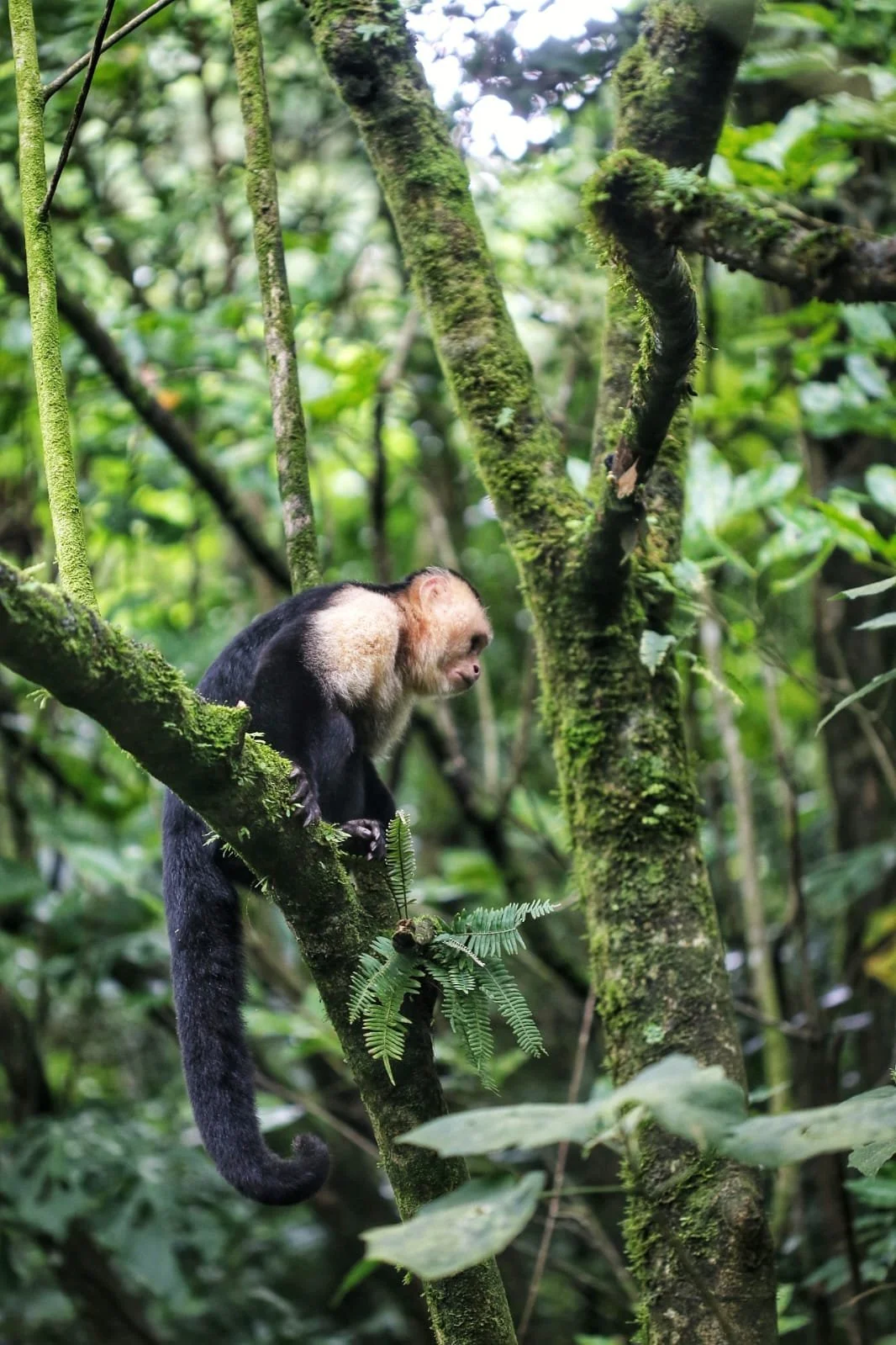 The Ultimate Guide: Best Blogs to Read Before Traveling to Panama