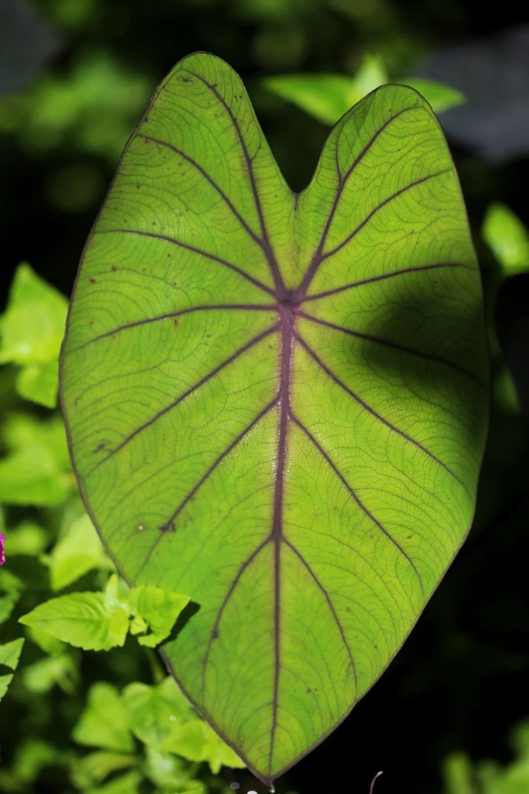 Weird Things That Surprise Travelers in Panama