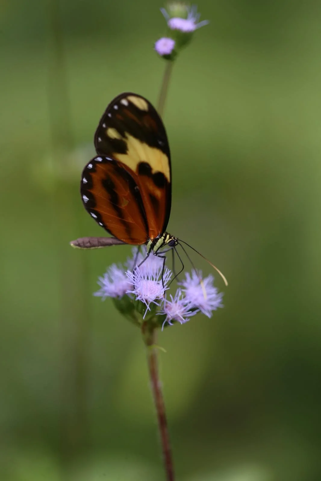 The Sounds of Panama: Traditional Music and the Artists Who Keep It Alive