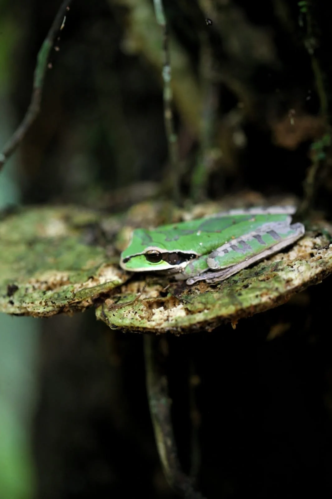 The Top 20 Animals People Dream of Seeing When They Visit Panama