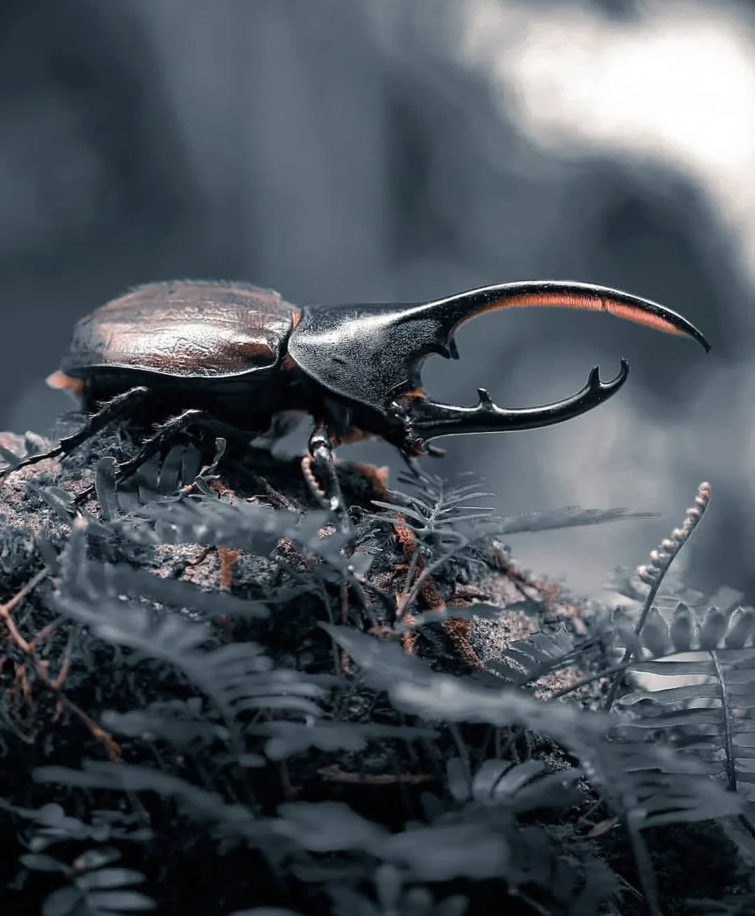 The Bullet Ant of Panama: The Sting That Feels Like Getting Shot