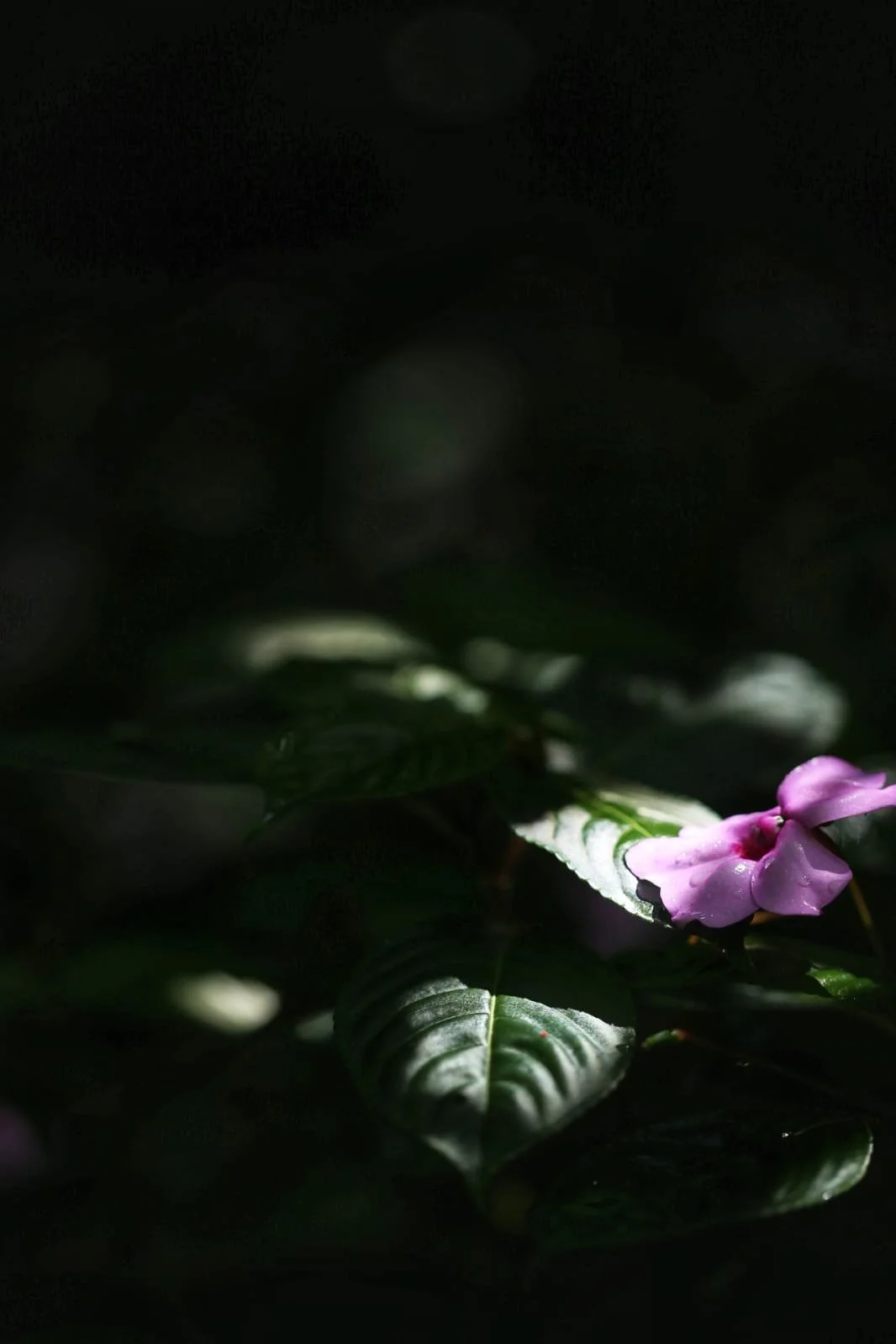 The Weird Rules of Panamanian Buses