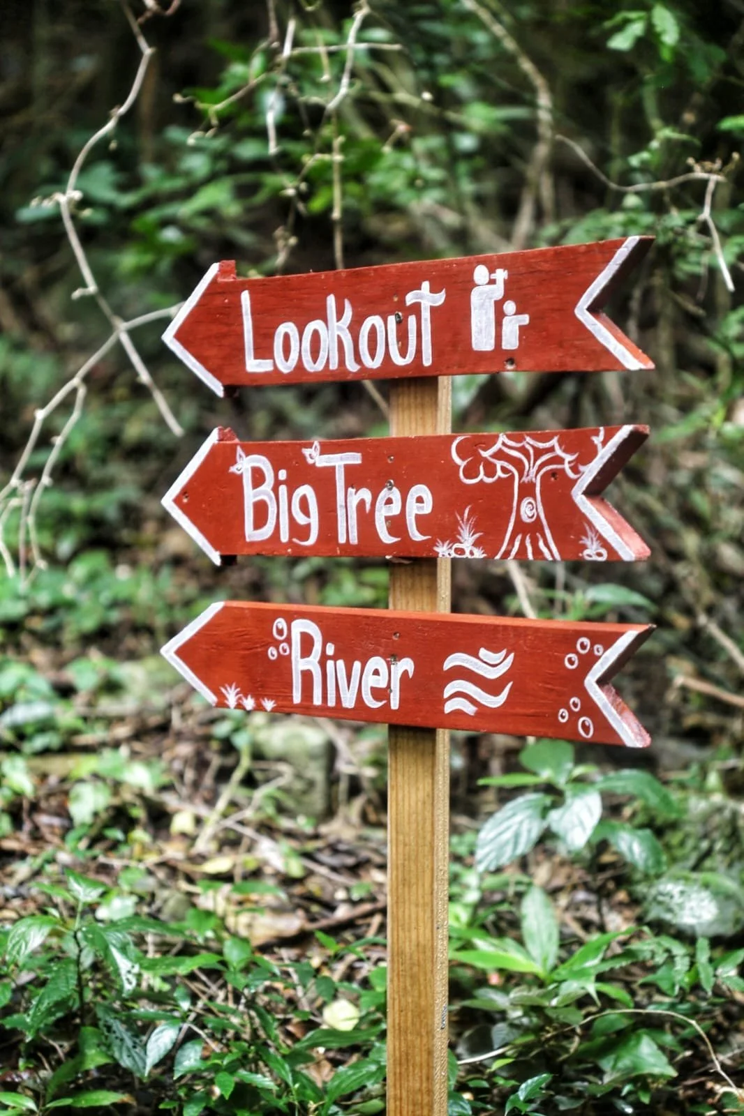 Why Panama Is One of the Best Birdwatching Countries in the World