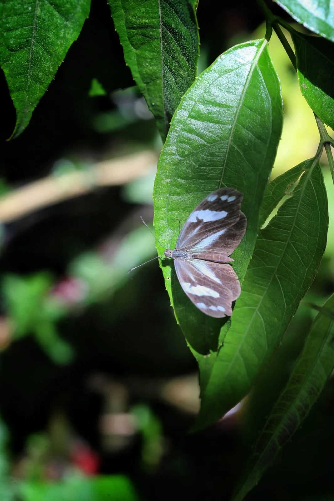 Why Panama Uses the US Dollar but Isn’t the United States