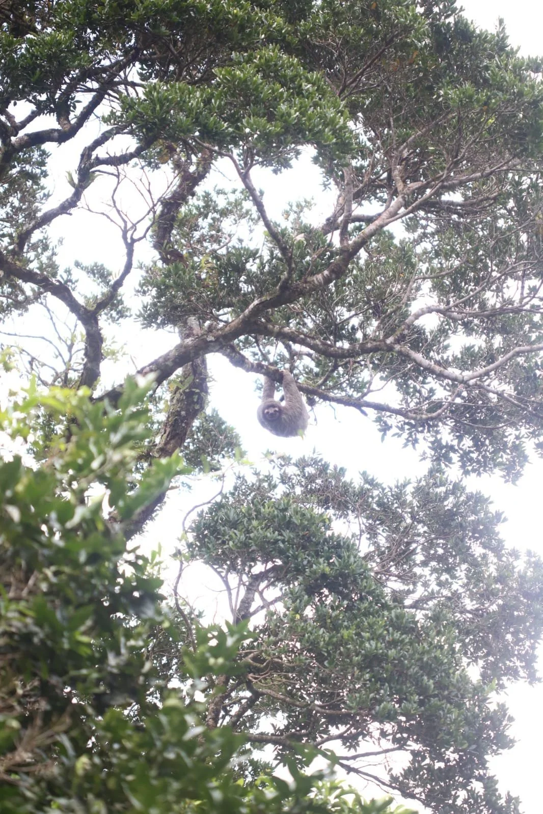 The Night Creatures That Only Come Out After Dark in Panama