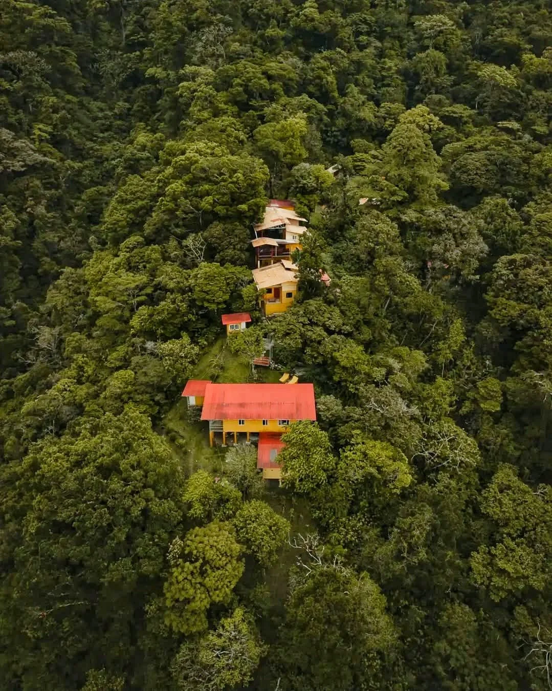 The Rare Ecosystems Found Only in Panama’s Cloud Forests