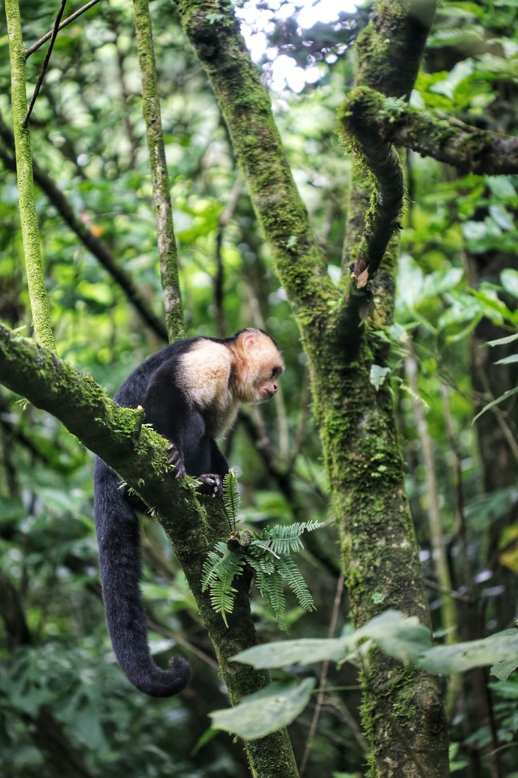 The Best Places to See Nature While Backpacking in Panama