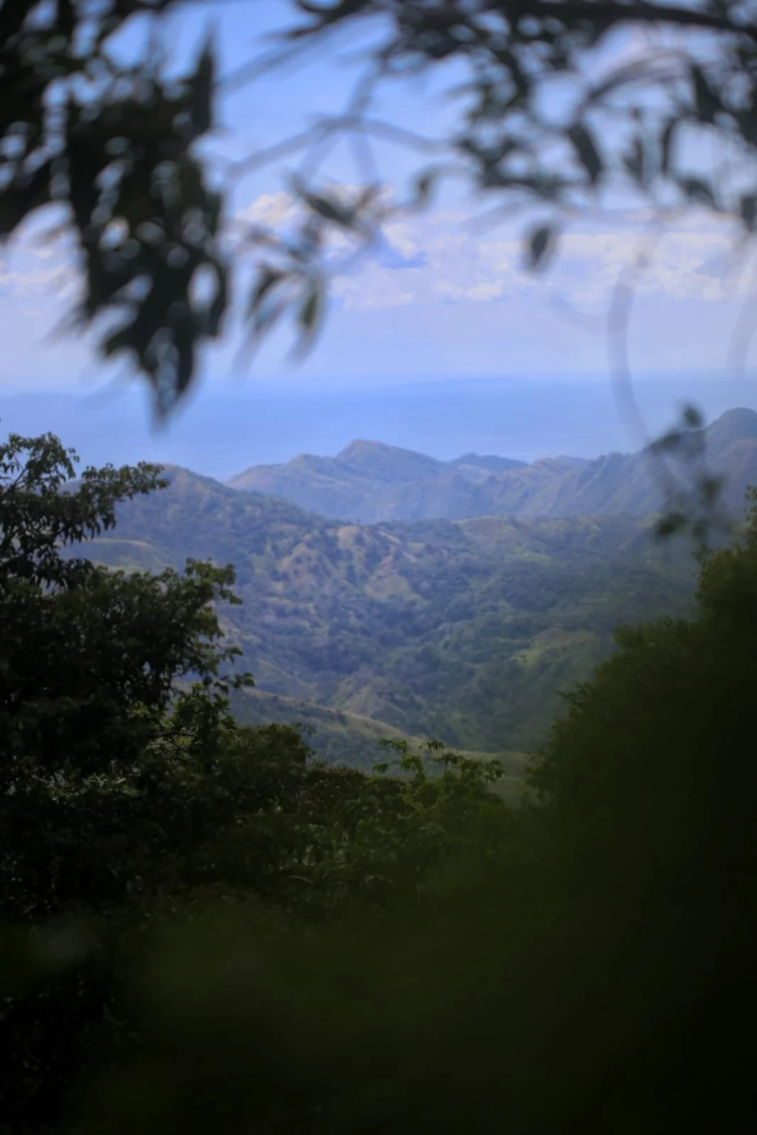 The Slowest Digestion in the Animal Kingdom: What Sloths Eat in Panama