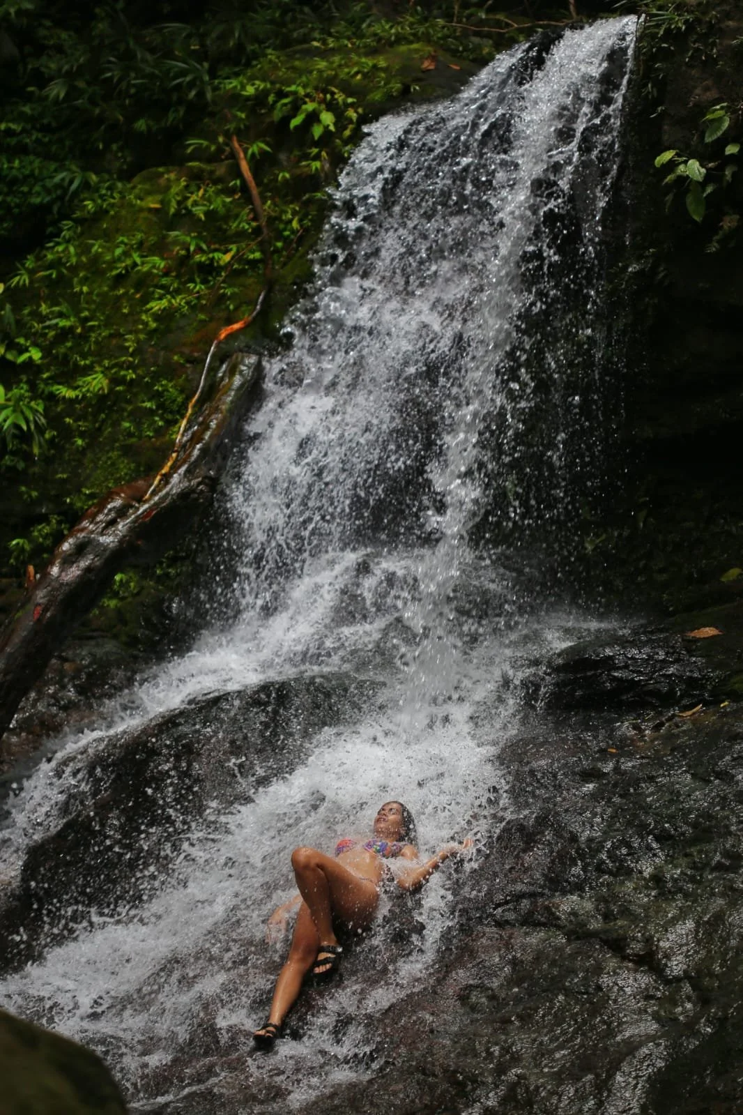 The Plants That Grow on Air: Discovering Bromeliads in Panama’s Rainforests