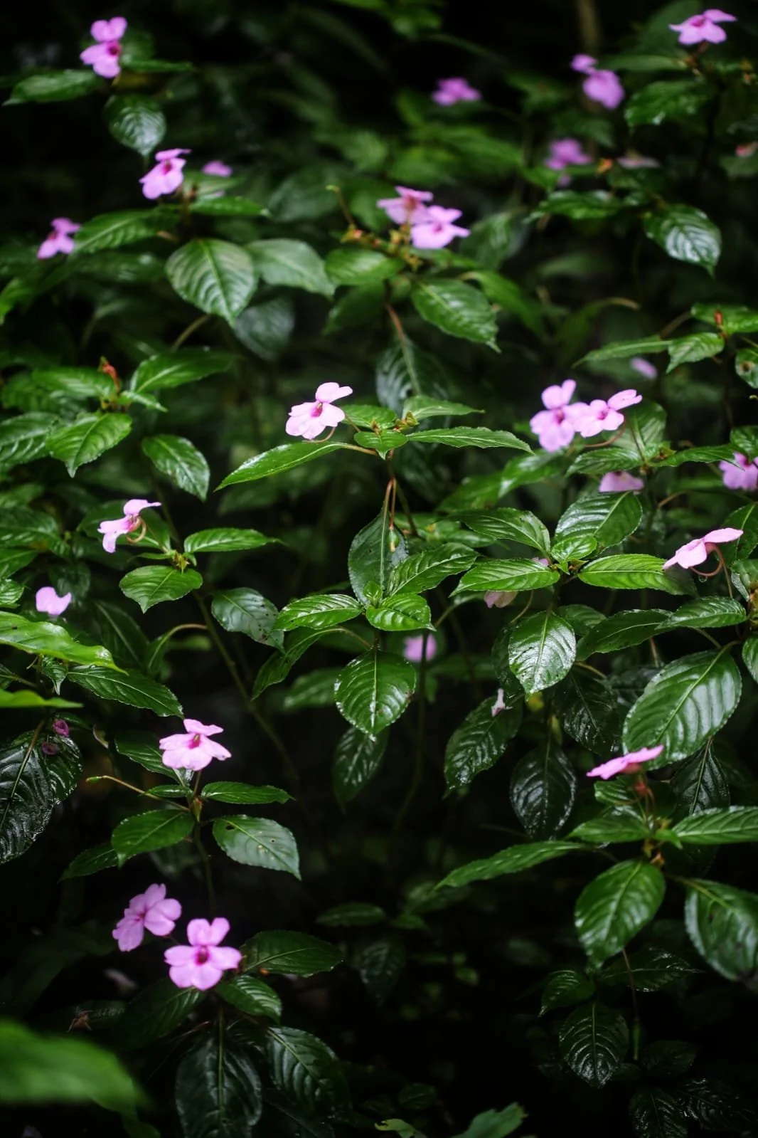 The Sweet Crown of the Tropics: Pineapples in Panama 🍍