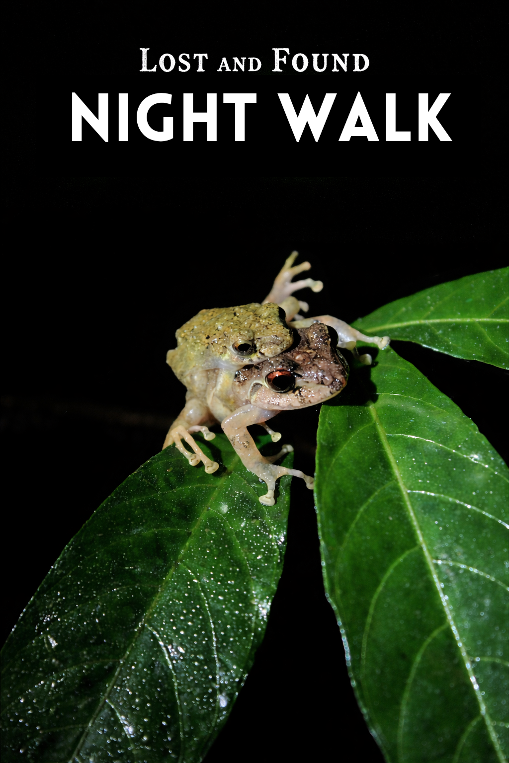 Sharks in Panama: How Many Species Live Here and What Are the Chances of Seeing One?