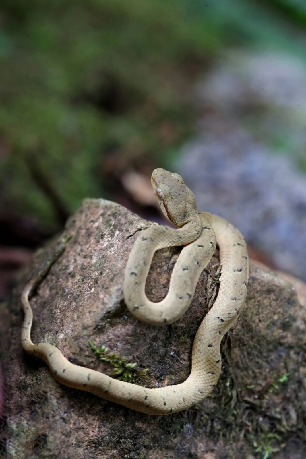 10 Amazing Frogs You Can Find in Panama’s Rainforests