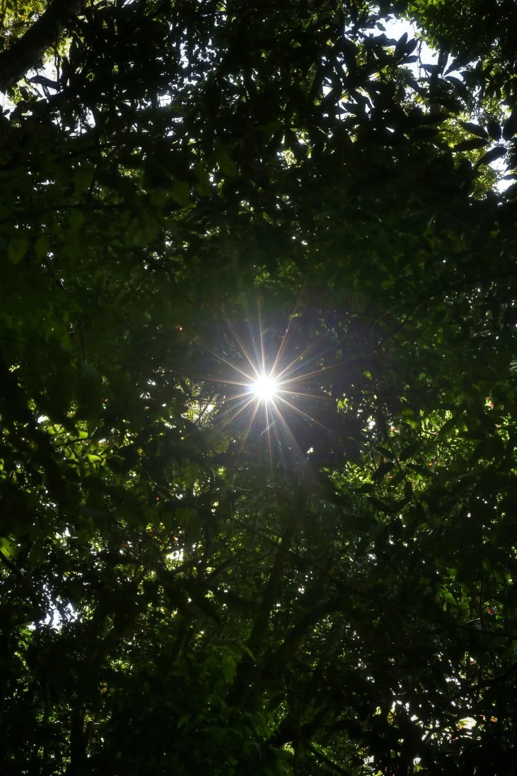 The Most Unique Hostel in Panama: A Legendary Stop Between Boquete and Bocas del Toro