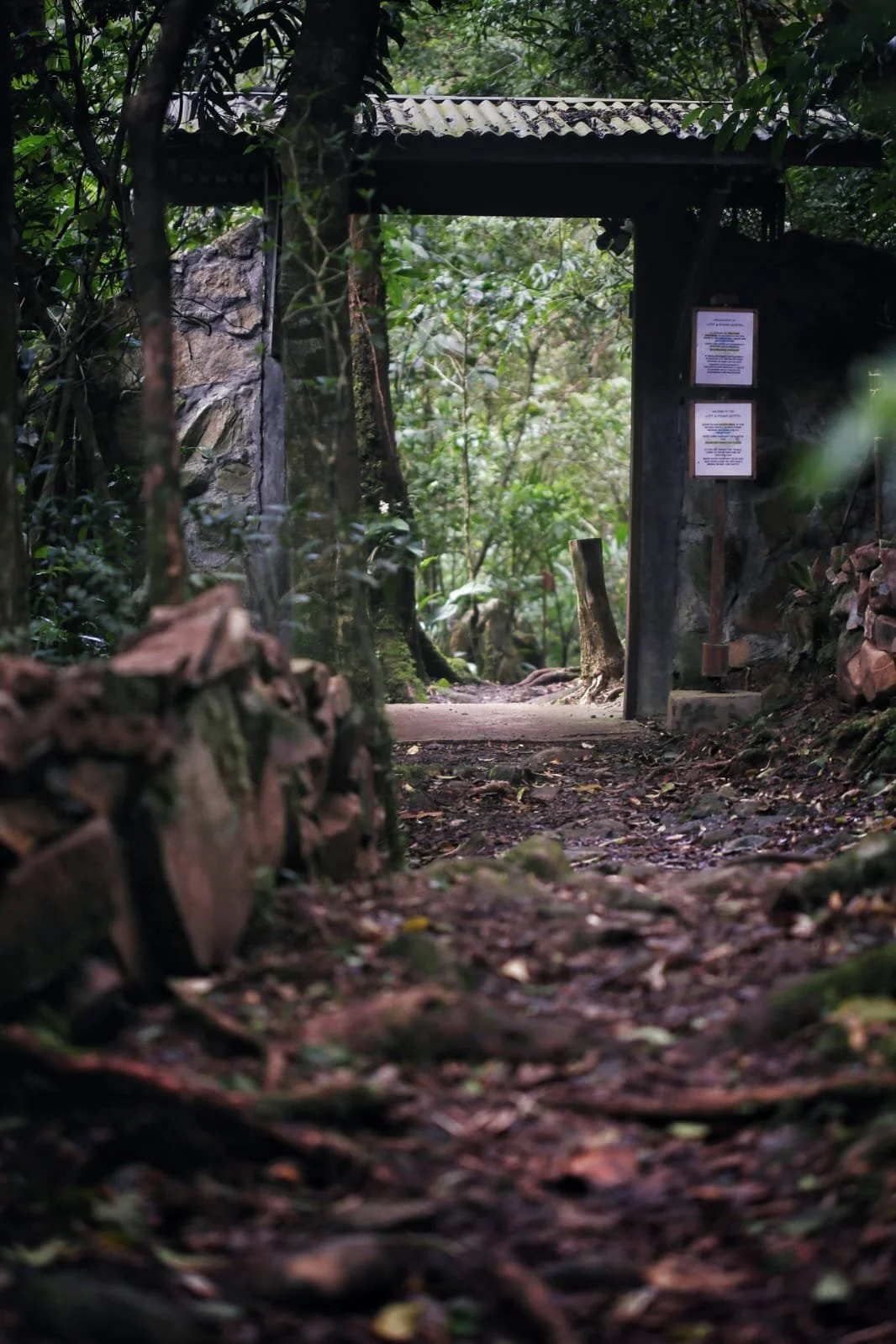 Birding in the Fortuna Forest Reserve: A Cloud Forest Adventure from Lost and Found Hostel