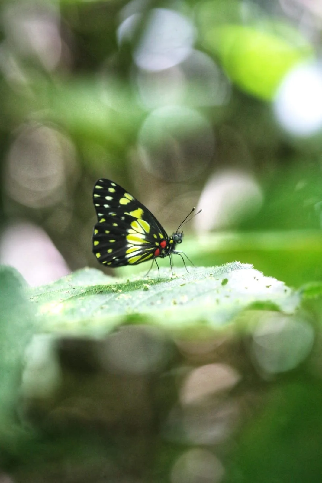 Tropical Fairways: The Fascinating World of Golf in Panama